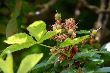 Chestnut tree closeup fading inflorescence and young budding conkers in spring
