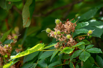 Chestnut tree closeup fading inflorescence and young budding conkers in spring