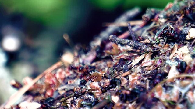 life of ants in a large forest anthill