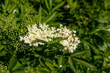 White elder blossom (Sambucus nigra)