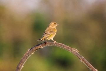 verdone posato su una pianta di girasole