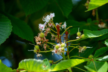 Chestnut tree closeup fading inflorescence and young budding conkers in spring