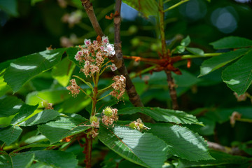 Chestnut tree closeup fading inflorescence and young budding conkers in spring