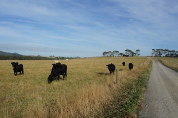 herd of cows