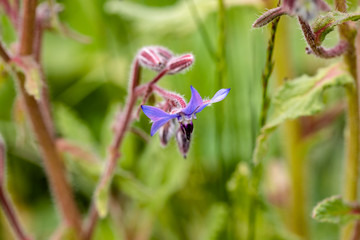Borretschblüte im kühlen Frühjahr