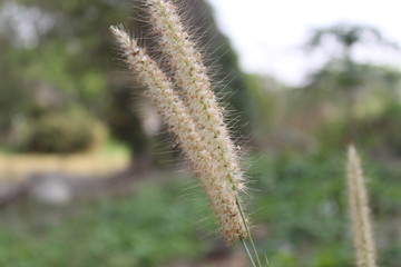 close up of grass