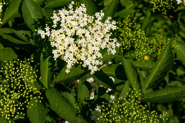 White elder blossom (Sambucus nigra)