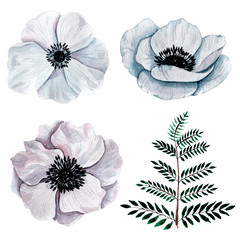 Handpainted watercolor flowers anemonne set in vintage style.