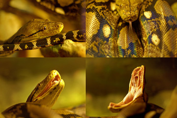 Aggressive python kind of snake