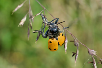 Lachnaia sexpunctata (Six-Spotted Leaf Beetle)