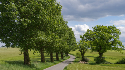 Baumreihe am Feldrand