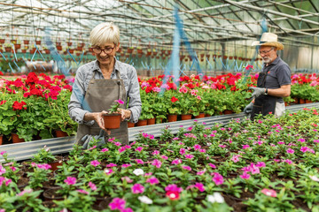 Happy senior florist working with potted flowers in a greenhouse.