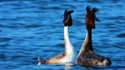 A couple of great grebe swim on the lake's surface in love courtships.  real wildlife. Great Crested Grebe.