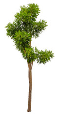 Trees on white background. A beautiful trees from Thailand. Suitable for use in architectural design or Decoration work. Used with natural articles both on print and website.