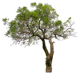 Trees on white background. A beautiful trees from Thailand. Suitable for use in architectural design or Decoration work. Used with natural articles both on print and website.