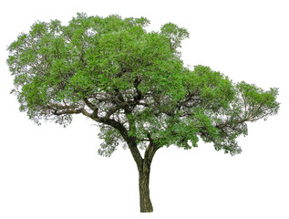 Trees on white background. A beautiful trees from Thailand. Suitable for use in architectural design or Decoration work. Used with natural articles both on print and website.