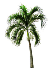 Fototapeta premium Trees on white background. A beautiful trees from Thailand. Suitable for use in architectural design or Decoration work. Used with natural articles both on print and website.