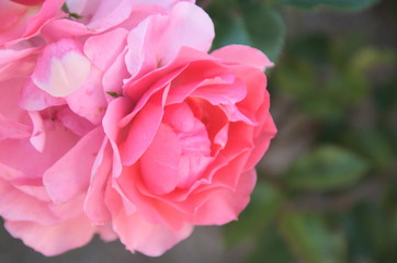 Flower garden petals roses