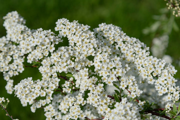 Obraz premium White spirea blossoms