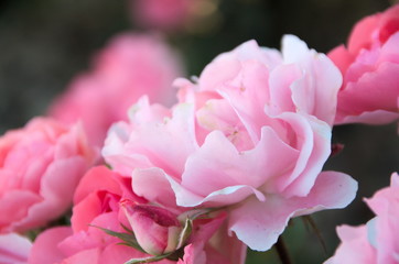 Flower roses garden petals 