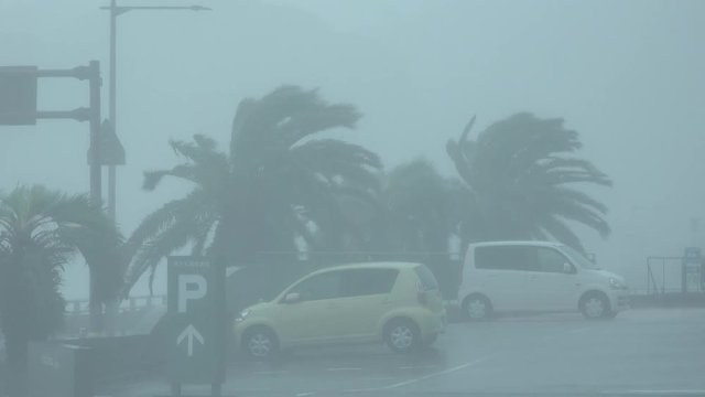 Palm Trees Sway And Thrash In Strong Hurricane Wind And Torrential Rain - Cimaron
