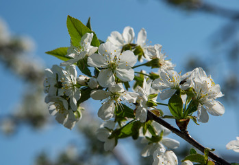 View of apple blossoms