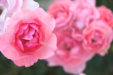 Flower bouquet petals garden pretty