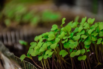 Small green plants on black soil
