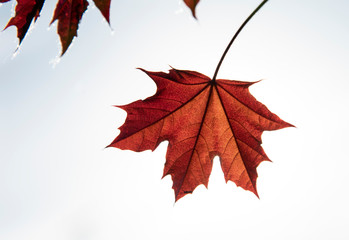 Red maple leaves