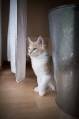 cream colored beige white maine coon kitten looking out of the window next to white curtain and metal plant pot