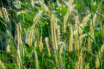 Nature background of the grass flowers (selective focus)