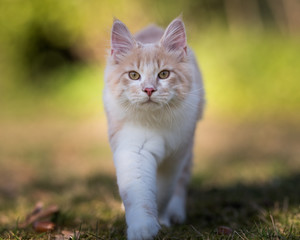 Naklejka na ściany i meble front view of a cream colored beige white maine coon kitten walking towards camera looking at it
