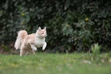Naklejka na ściany i meble cream colored beige white maine coon kitten running over meadow in front of bushes