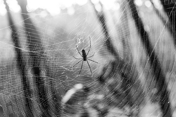Yellow-black striped spider on the web.
