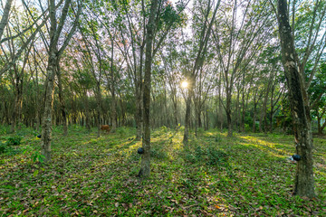 Row of para rubber plantation in South of Thailand,rubber trees