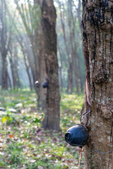 Row of para rubber plantation in South of Thailand,rubber trees