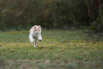 playful cream colored beige white maine coon kitten running on meadow in front of bushes at high speed