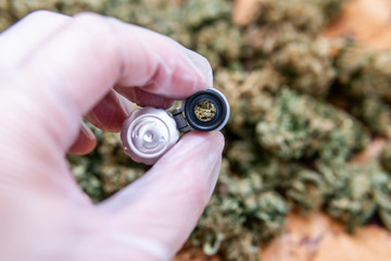 checking the quality of marijuana buds in the male hand. Quality control of medical marijuana in...