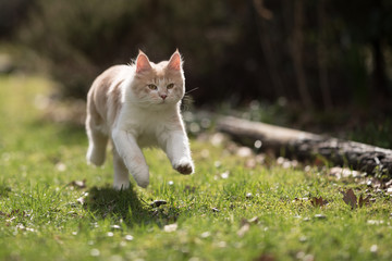 Naklejka na ściany i meble cream colored beige white maine coon kitten running over meadow in the back yard on a sunny day