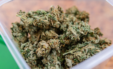 Big fresh cannabis buds in the white plastic box. recreational use of marijuana in the world