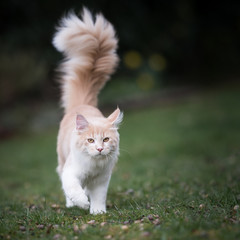 Naklejka na ściany i meble cream colored beige white maine coon kitten with extremely long fluffy tail walking towards camera looking at it outdoors in the garden