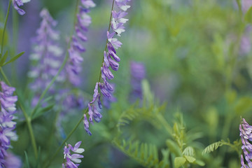A gentle natural background in warm colors with a soft focus . A flowering purple plant in the summer with blurry soft outlines.