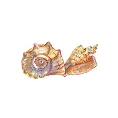 watercolor of seashells on white background isolated