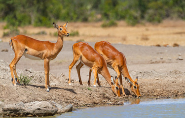 Three impala Aepyceros melampus drink water at Sweetwaters waterhole, one on lookout, Ol Pejeta Conservancy, Kenya, East Africa