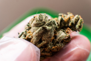 macro photo of trichomes of marijuana. Medical use of THC and CBD in the world practice of treatment