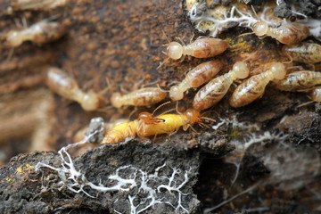 Termites in Termite mound.
