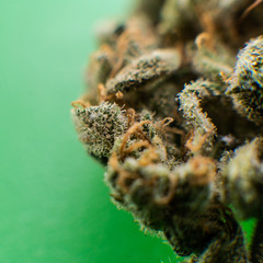 macro photo of trichomes of marijuana. Medical use of THC and CBD in the world practice of treatment