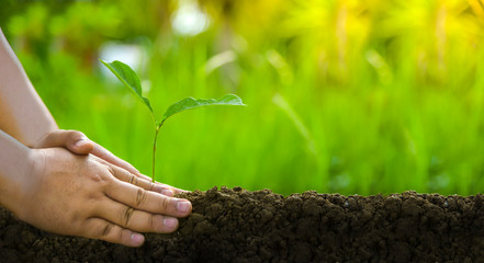 Planting trees, loving the environment and protecting nature Nourishing the plants World...