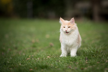 Naklejka na ściany i meble exhausted cream colored beige white maine coon kitten standing on the lawn with mouth open