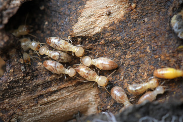 Termites in Termite mound.